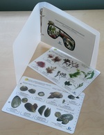 Tunnistuskortit